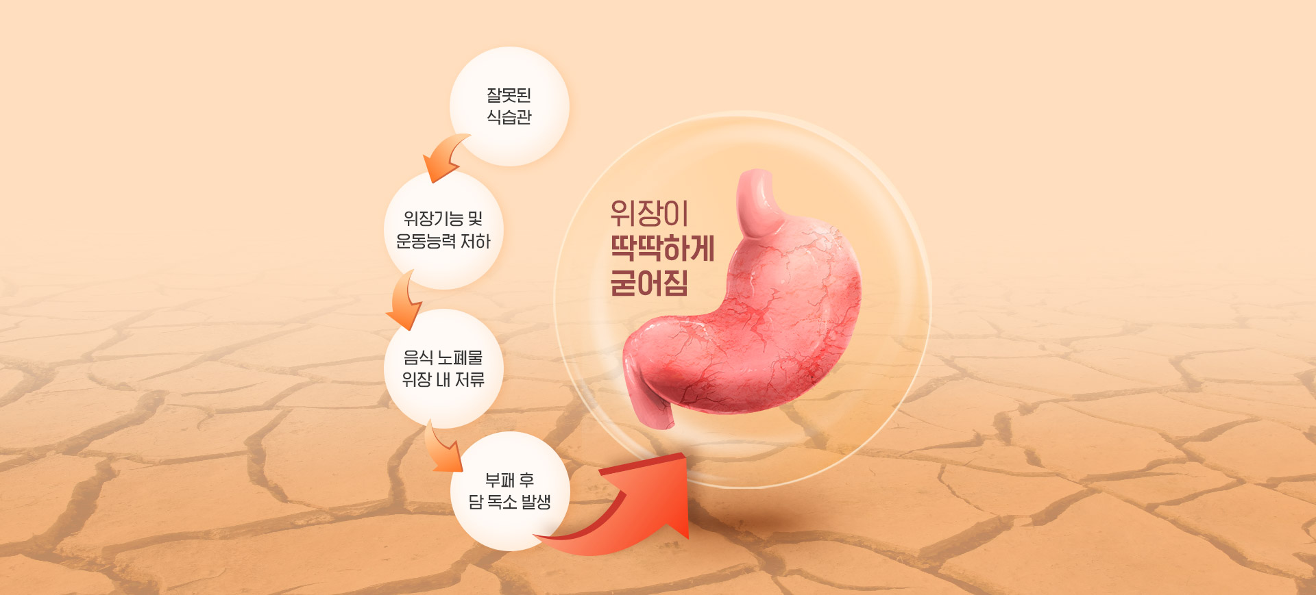 담적발생과정